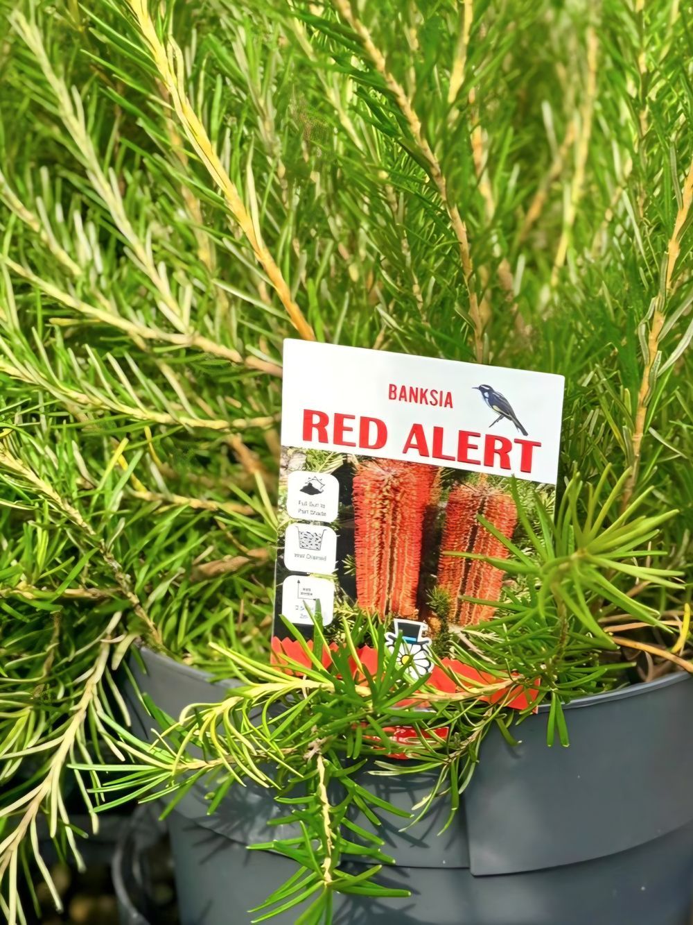 Banksia Red Alert (20cm)