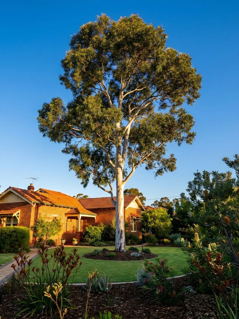 Eucalyptus gomphocephala (20cm)