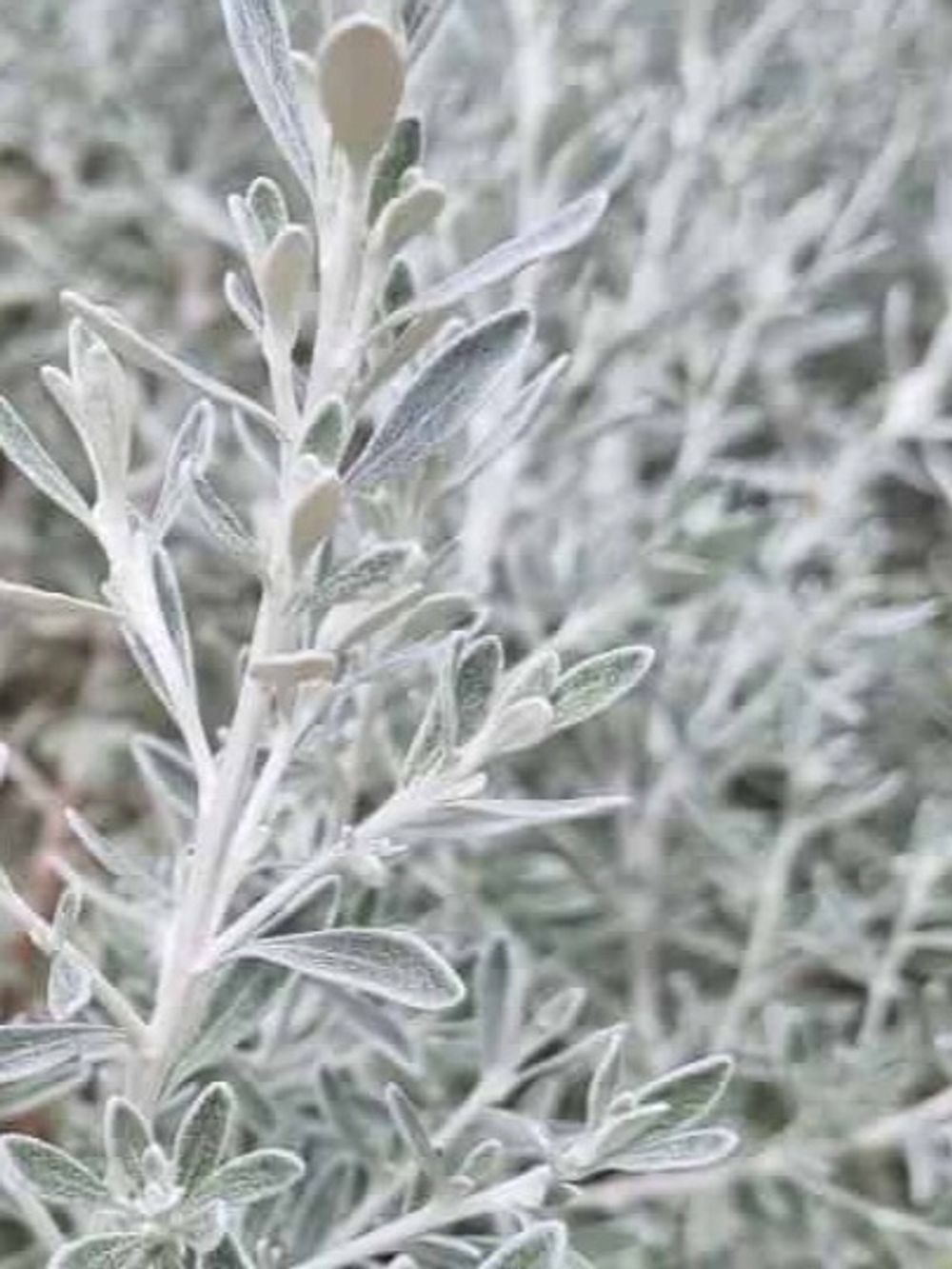Olearia Axillaris (14cm)