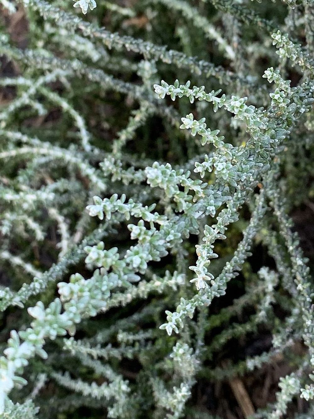 Olearia Ghost Town (14cm)