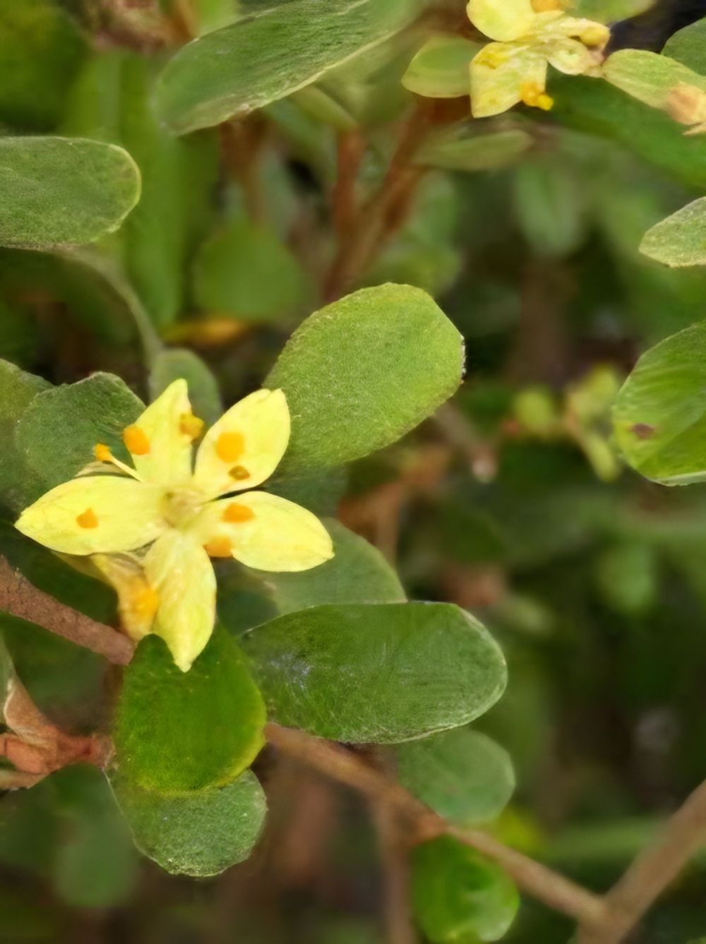 Asterolasia Lemon Essence (14cm)