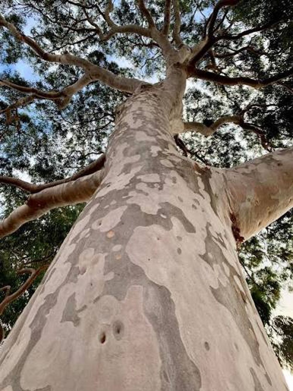 Corymbia maculata Spotted Gum Tree (25lt)
