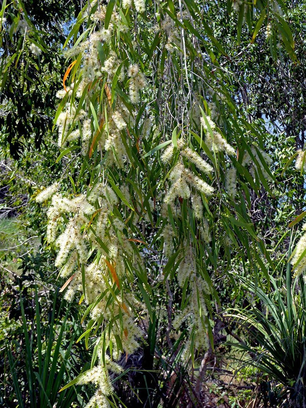 Melaleuca leucadendra  Weeping Paperbark Fine Leaf (25lt)