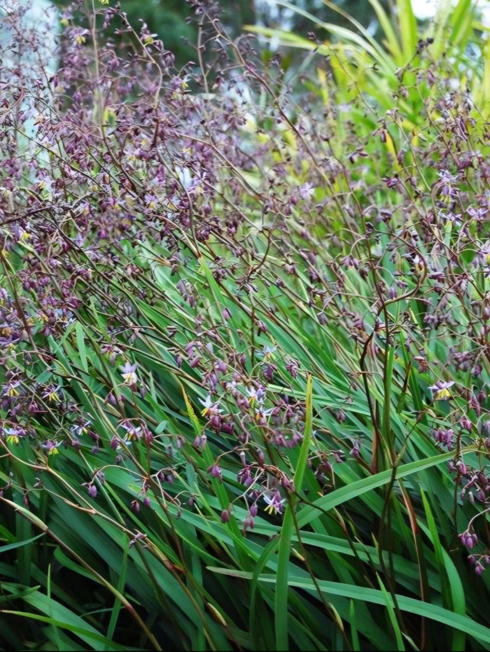 Dianella Lucia (14cm)