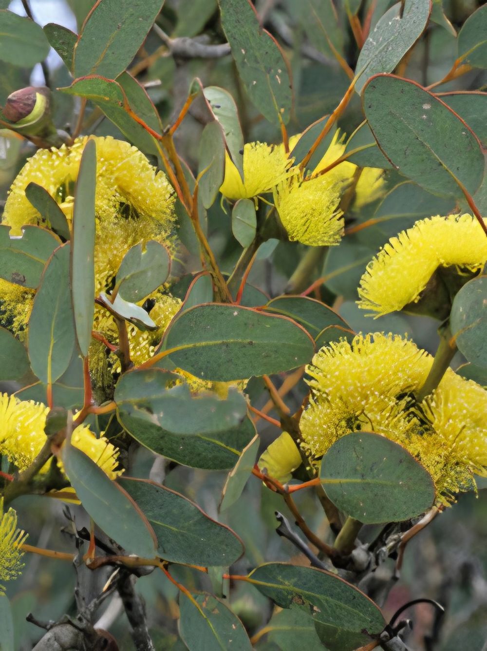 Eucalyptus preissiana Bell Fruited Mallee (14cm)