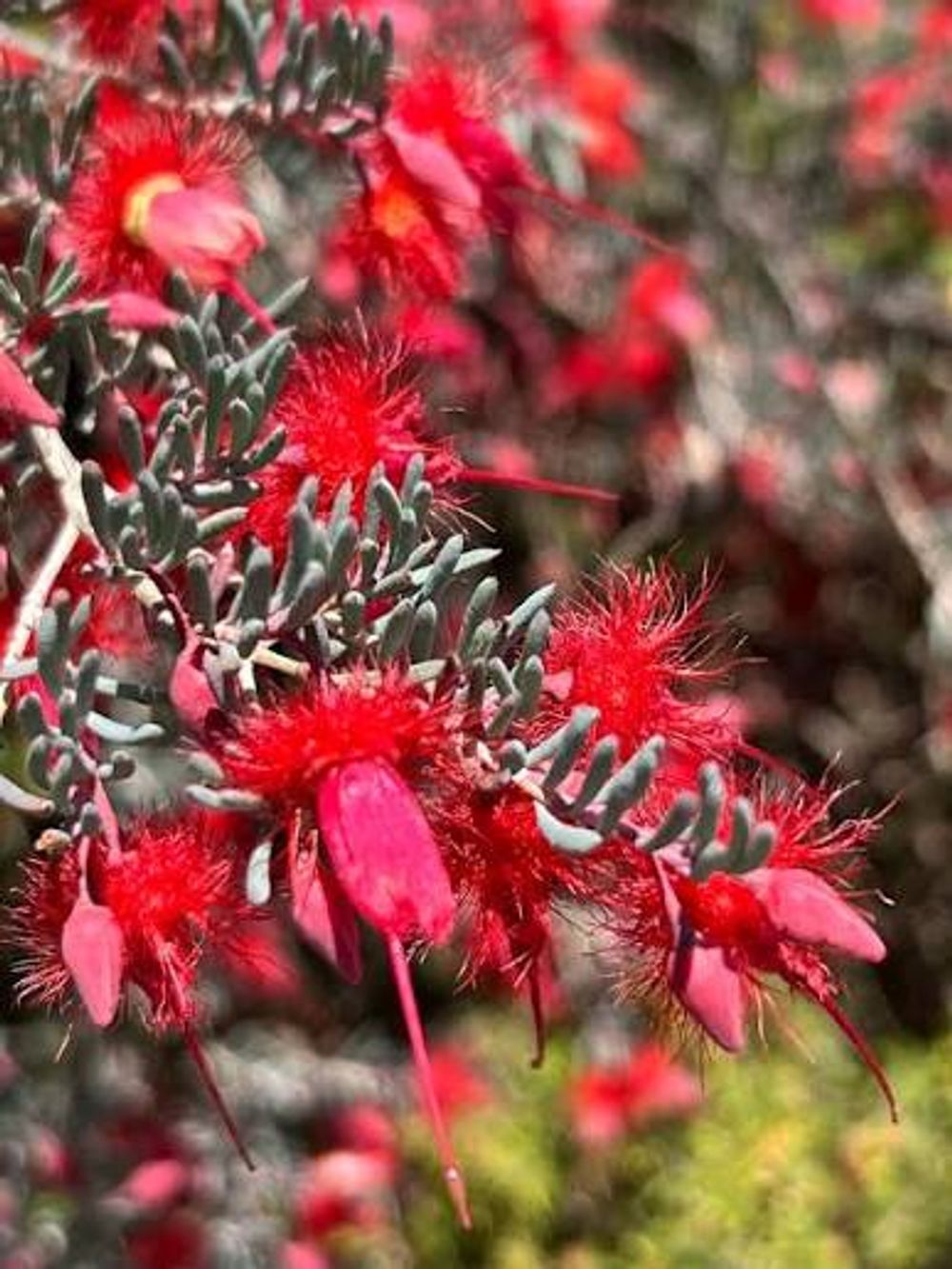 Verticoridia Mitchelliana (14cm)