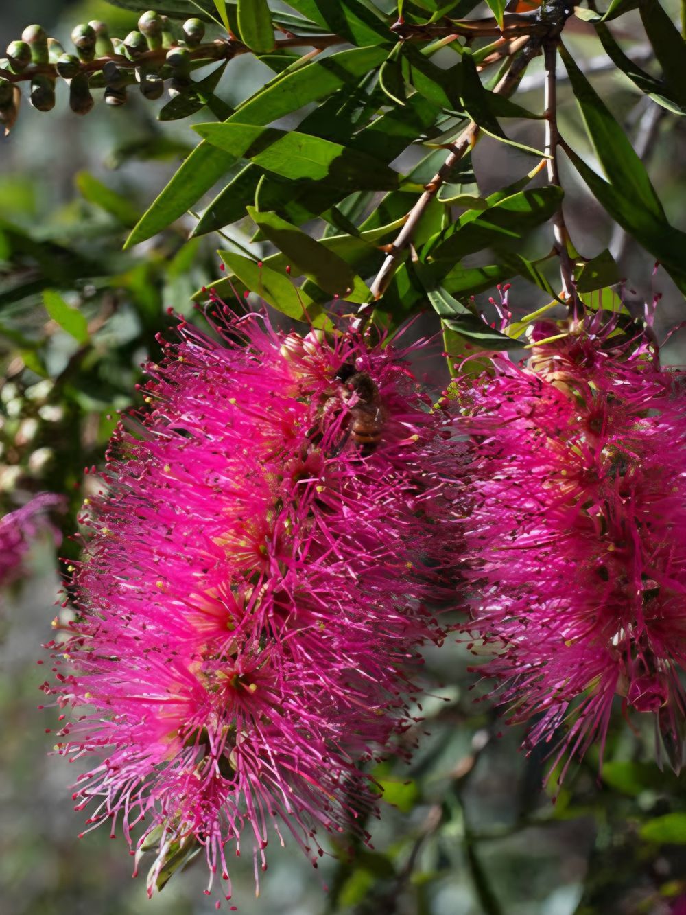 Callistemon Perth Pink (5ltr)