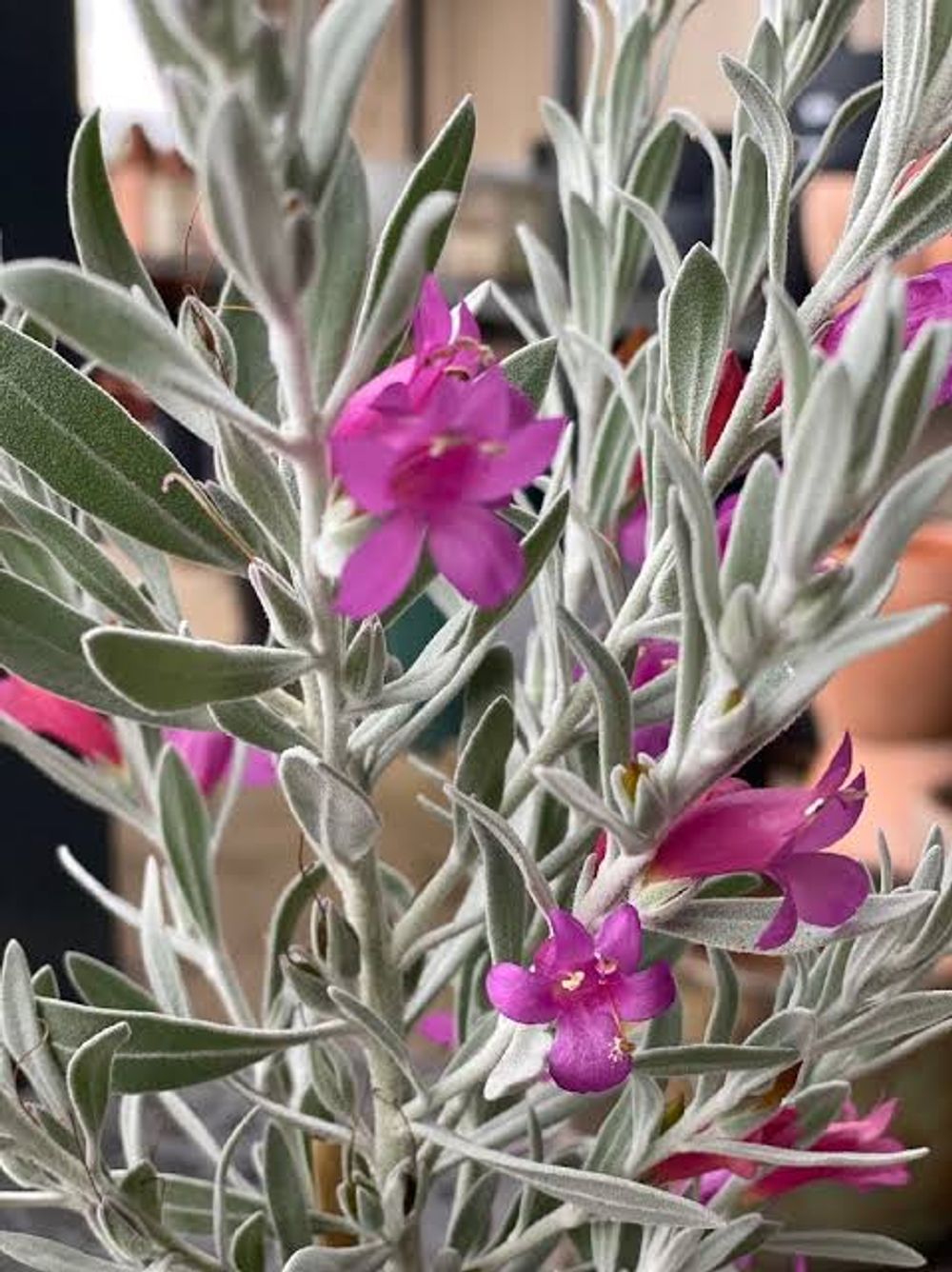 Eremophila hybrid Pink Panther (5lt)