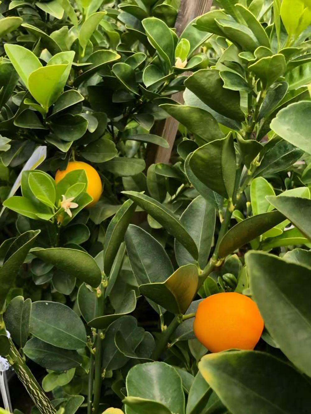 Mandarin Satsuma (6lt)