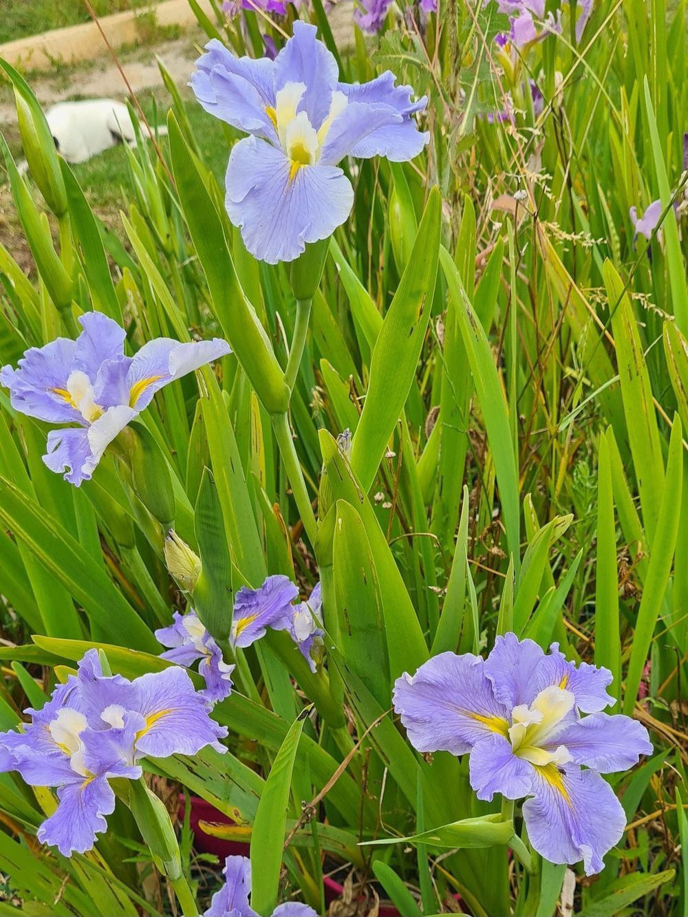 Iris louisiana Blue Mist (20cm)