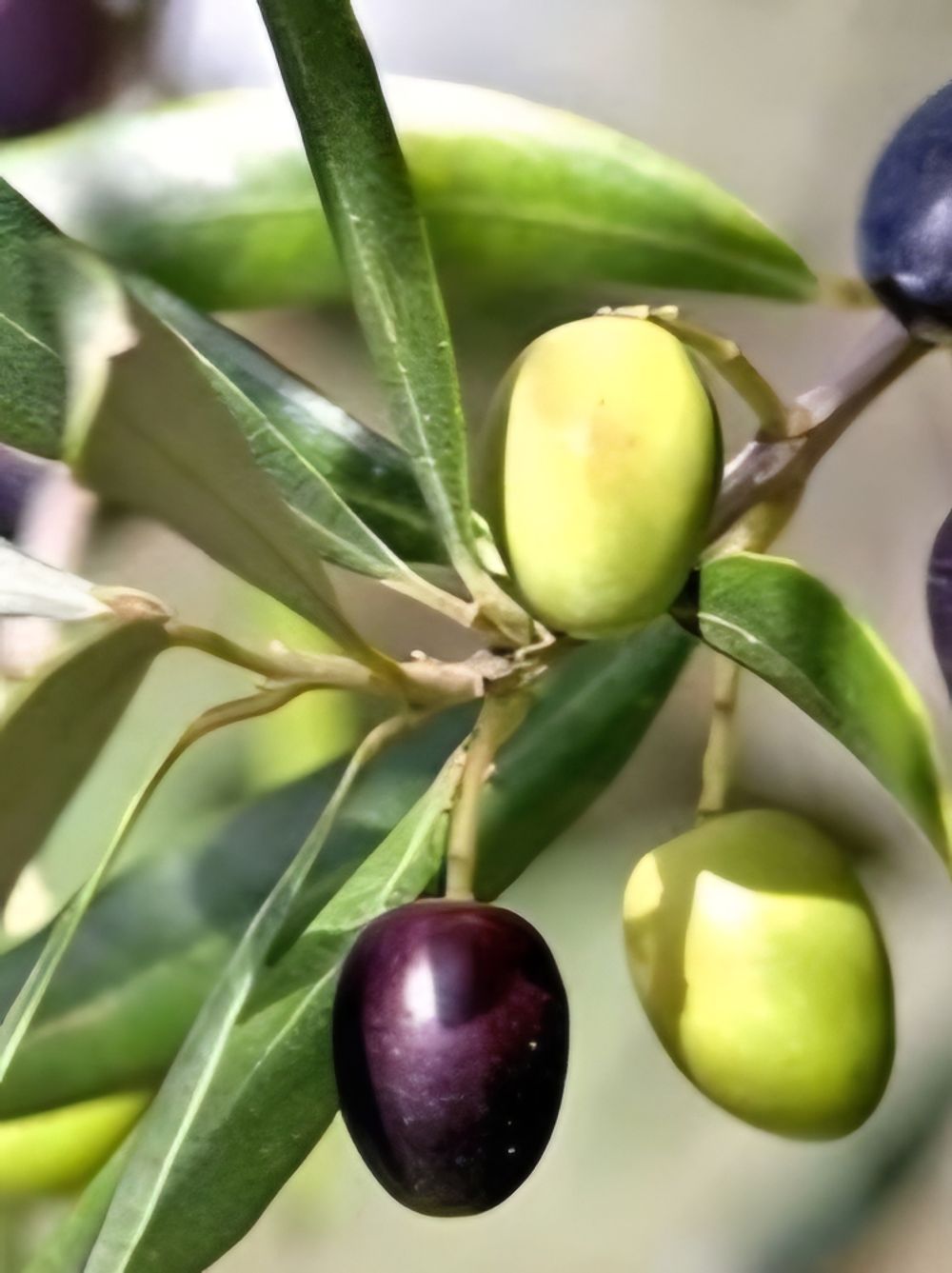 Olive Nevadillo (17cm)