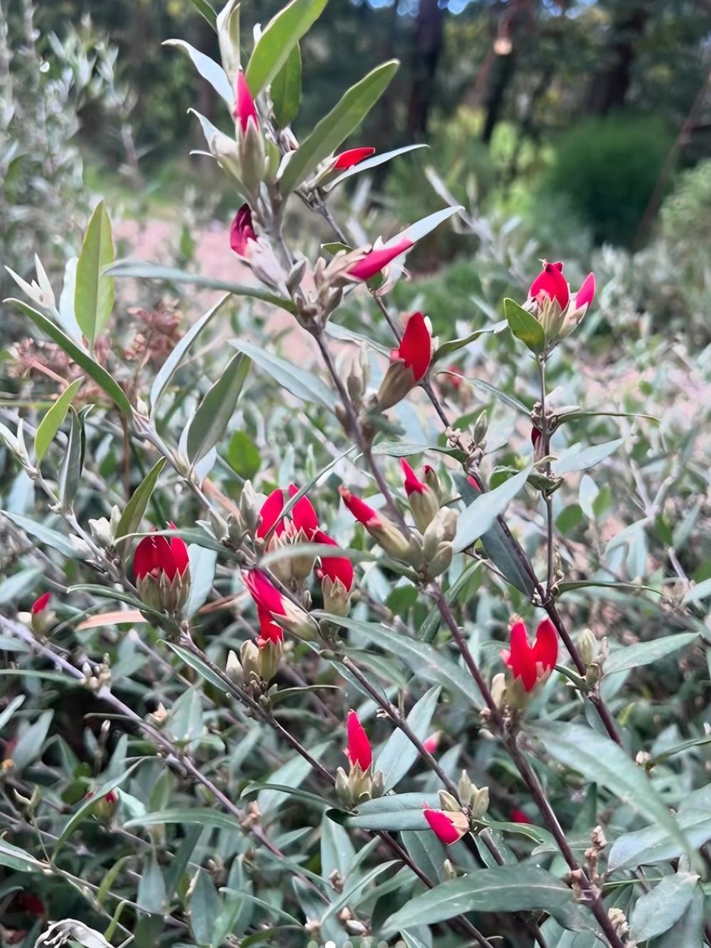 Gastrolobium lanceolata Swan River Pea (14cm)