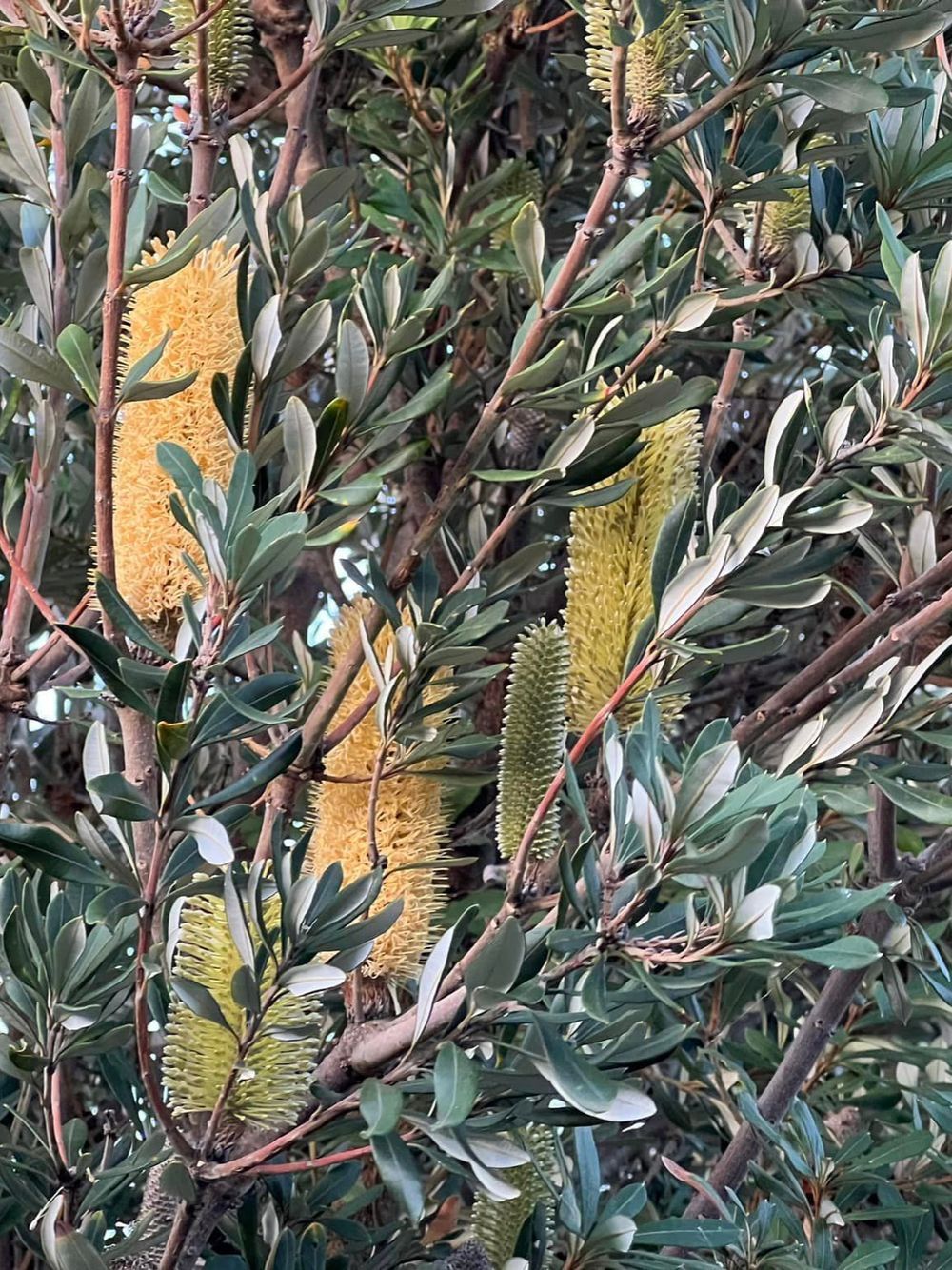 Banksia integrifolia Sentinel (17cm)