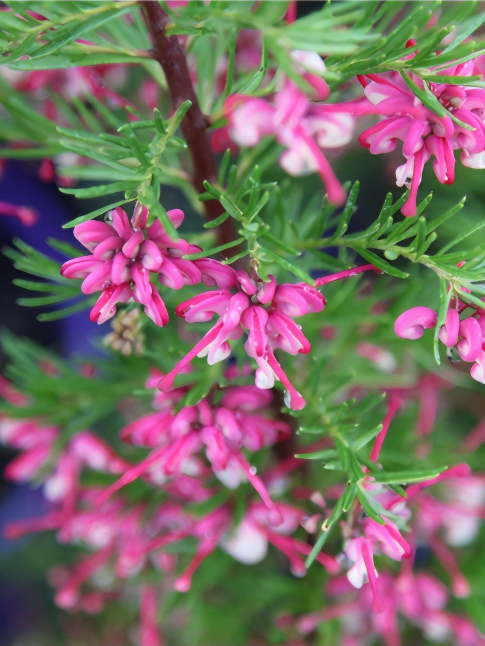 Grevillea Jenkinsii (14cm)