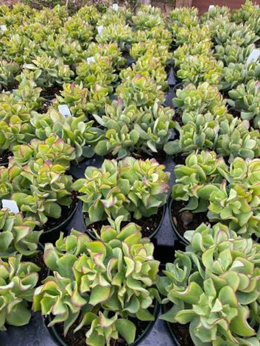 Crassula Undulata (14cm)