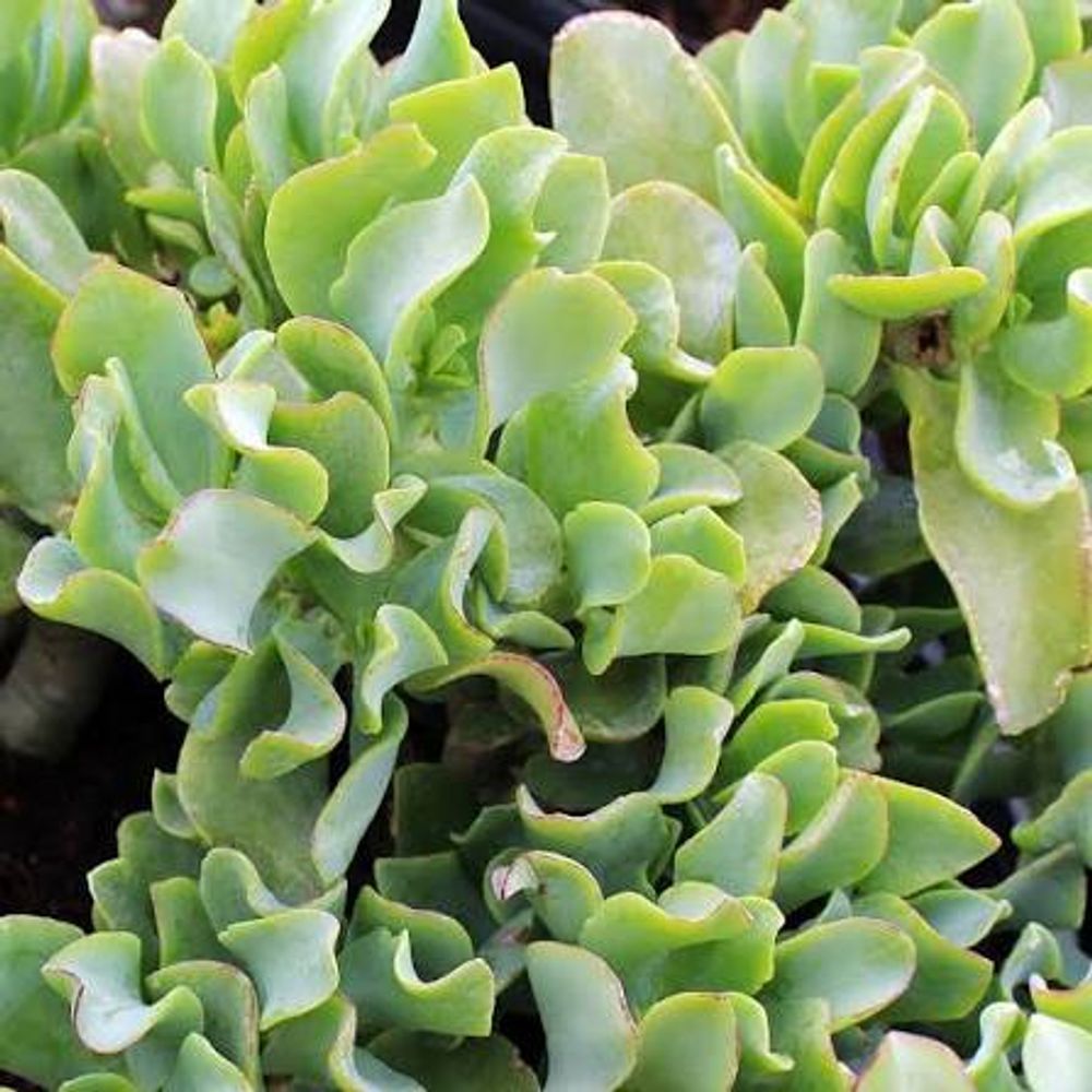 Crassula Undulatifolia (13cm)