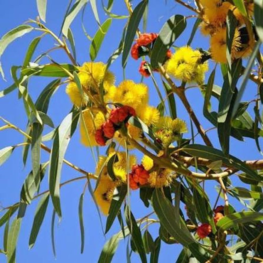 Eucalyptus erythrocorys illyarie Red Cap Gum (25lt)