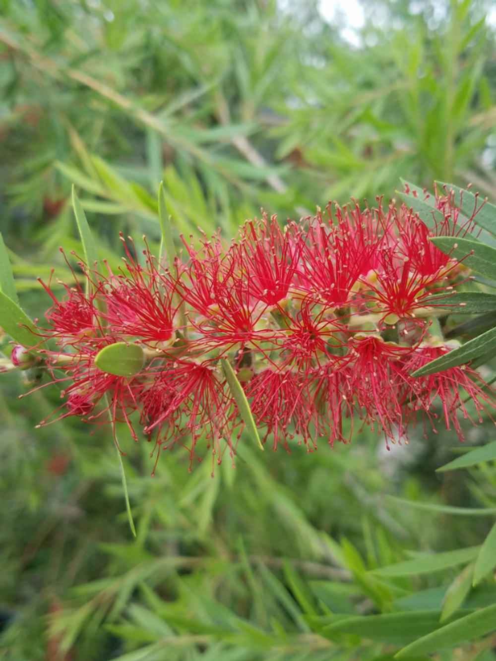 Callistemon Slim (14cm)