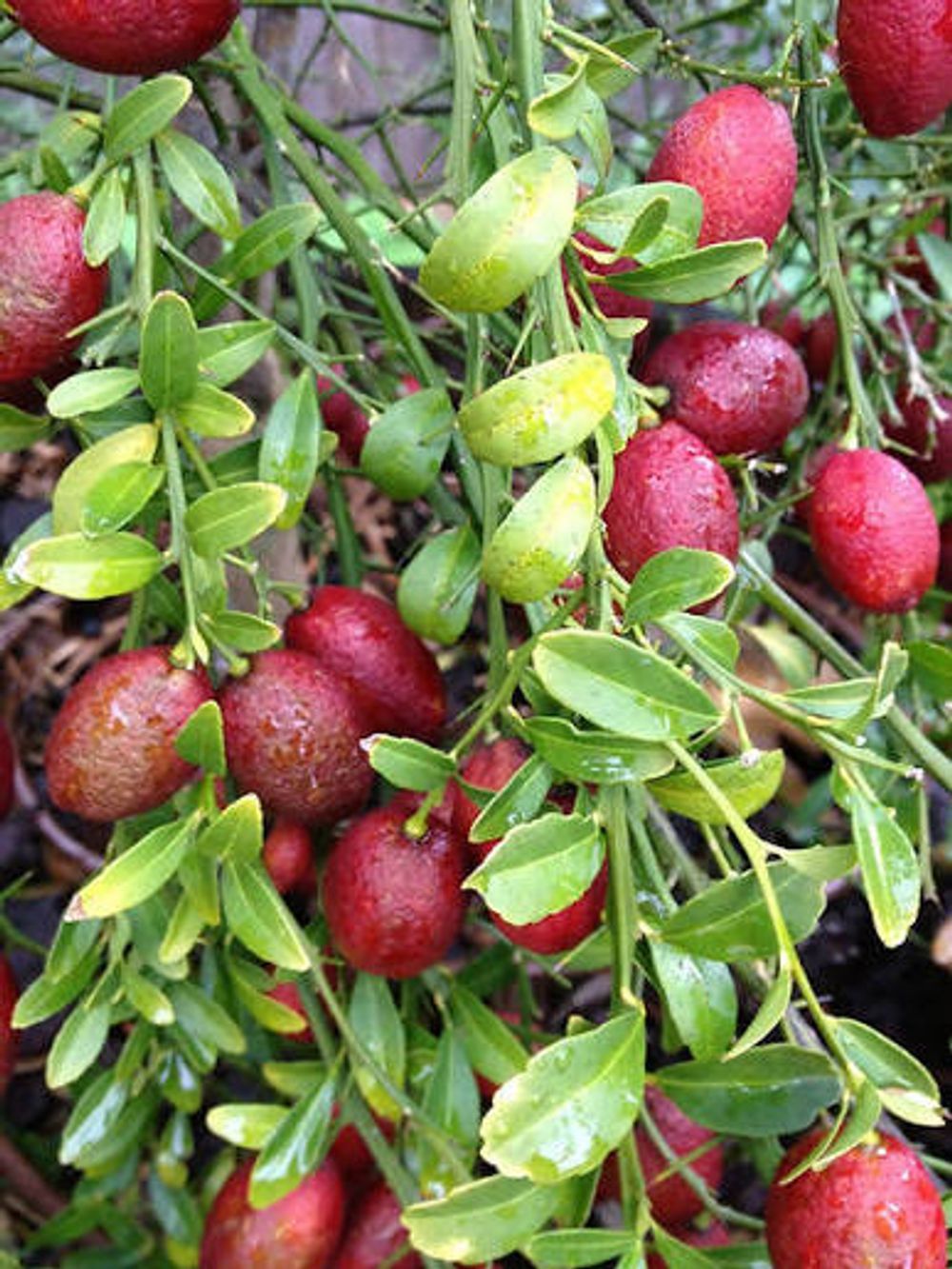 Lime Australian Red Centred Lime (20cm)