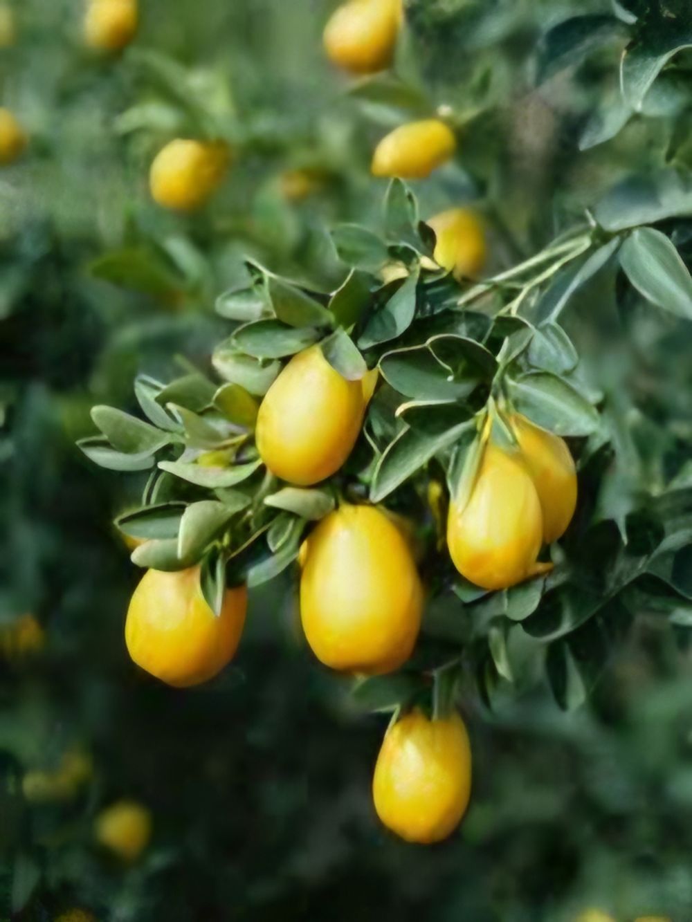 Lime Australian Sunrise (20cm)