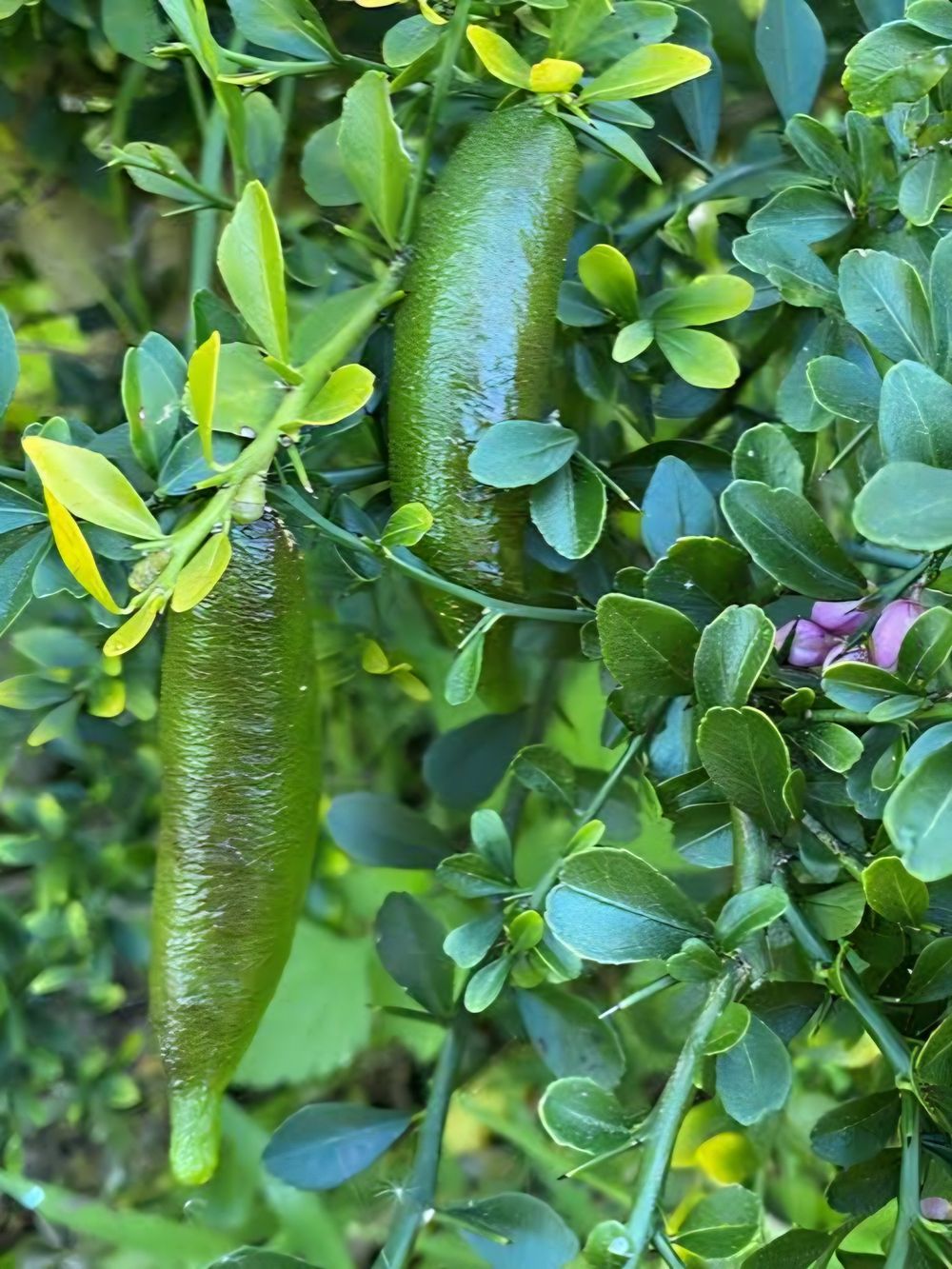 Lime Native Finger Lime