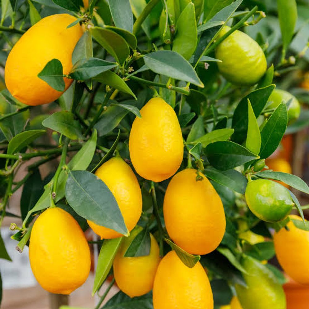 Lime Limequat (20cm)