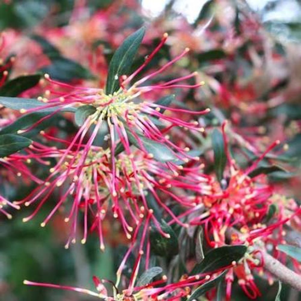 Grevillea olivacea Red (5L)