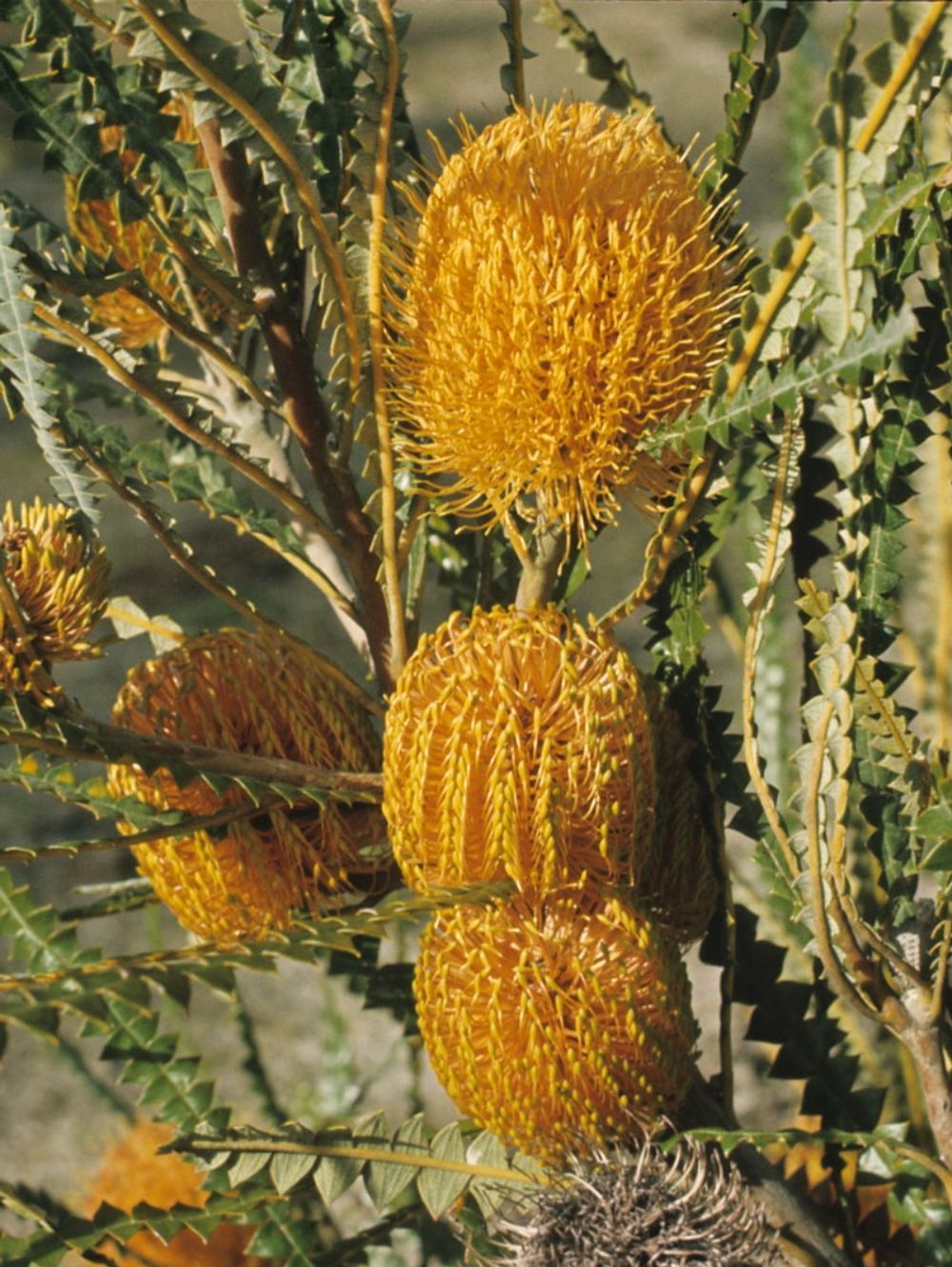 Banksia Candolleana (14cm)