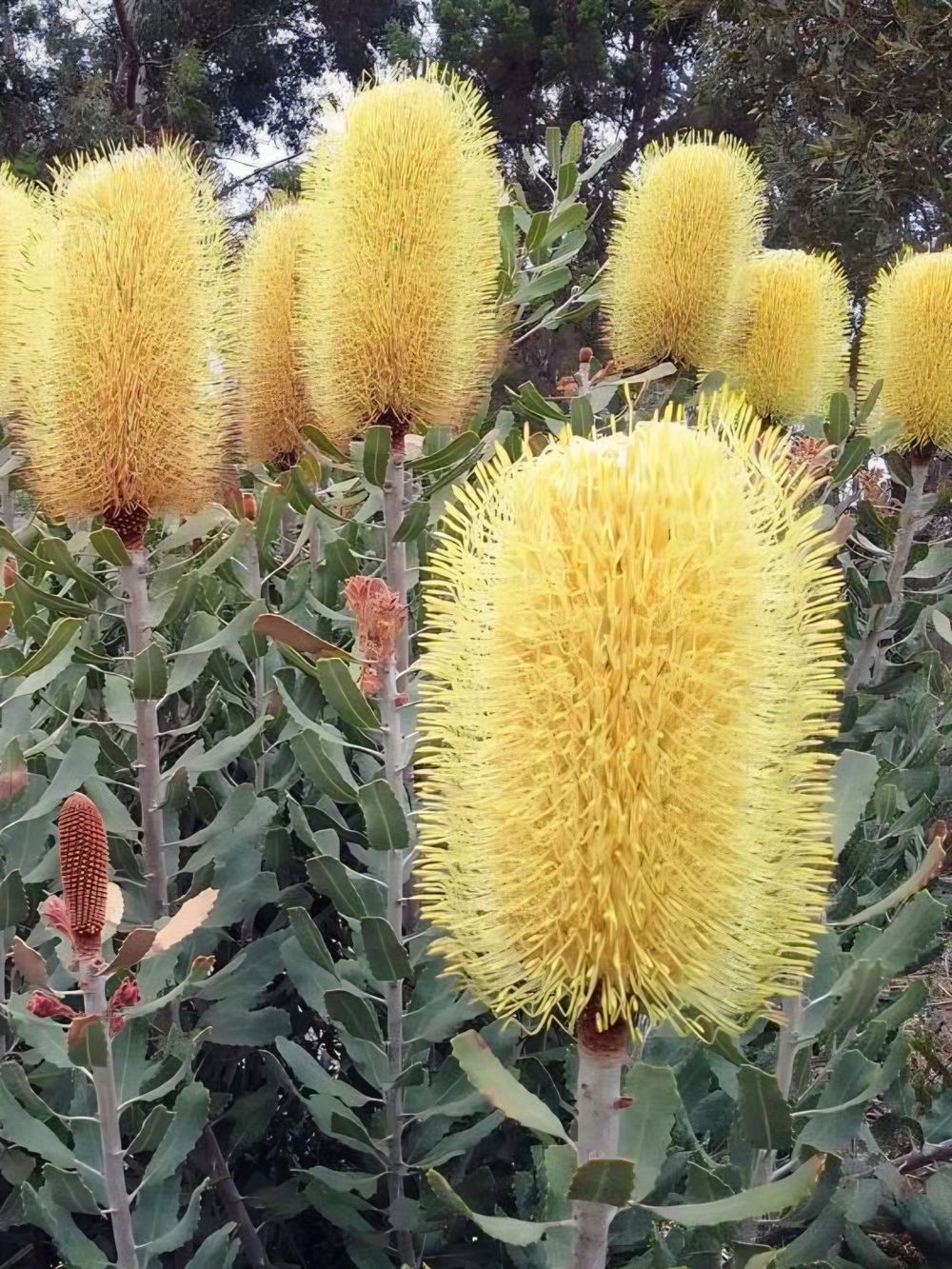 Banksia Sceptrum (14cm)