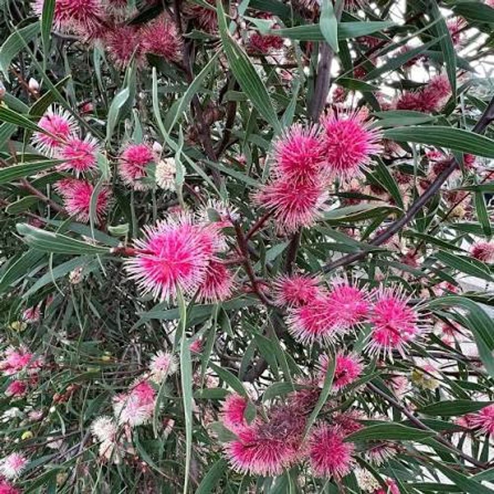 Hakea Stockdale Sensation (17cm)