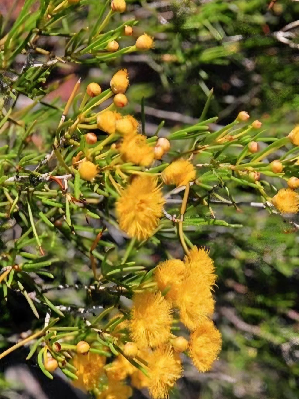 Verticordia chrysantha (14cm)