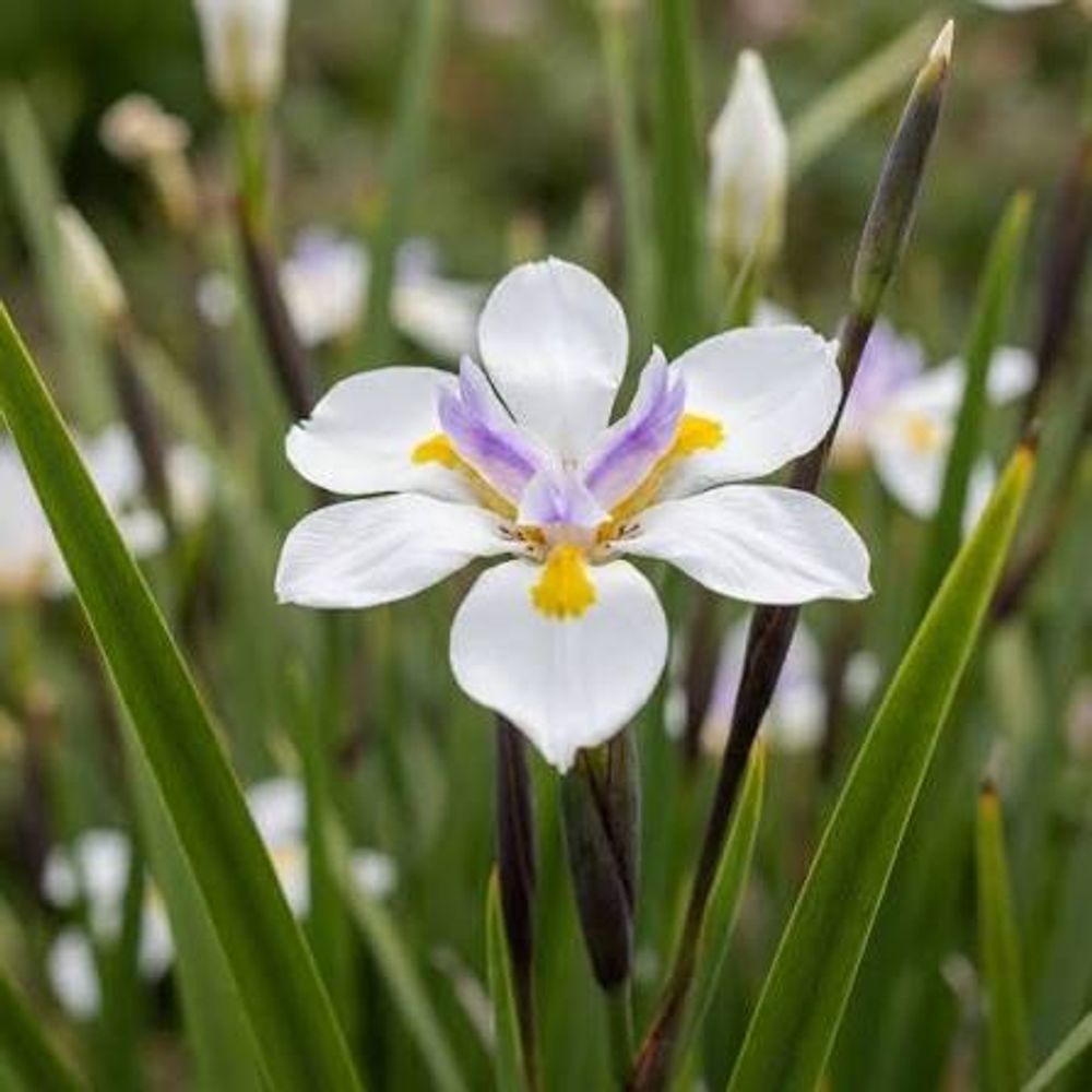 Dietes Grandiflora (20cm)
