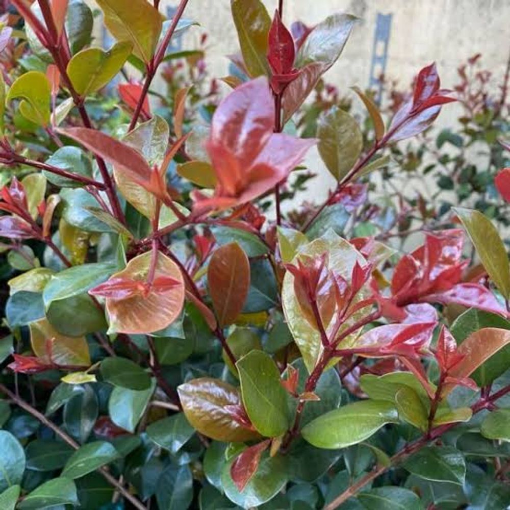 Syzygium Big Red (5L)