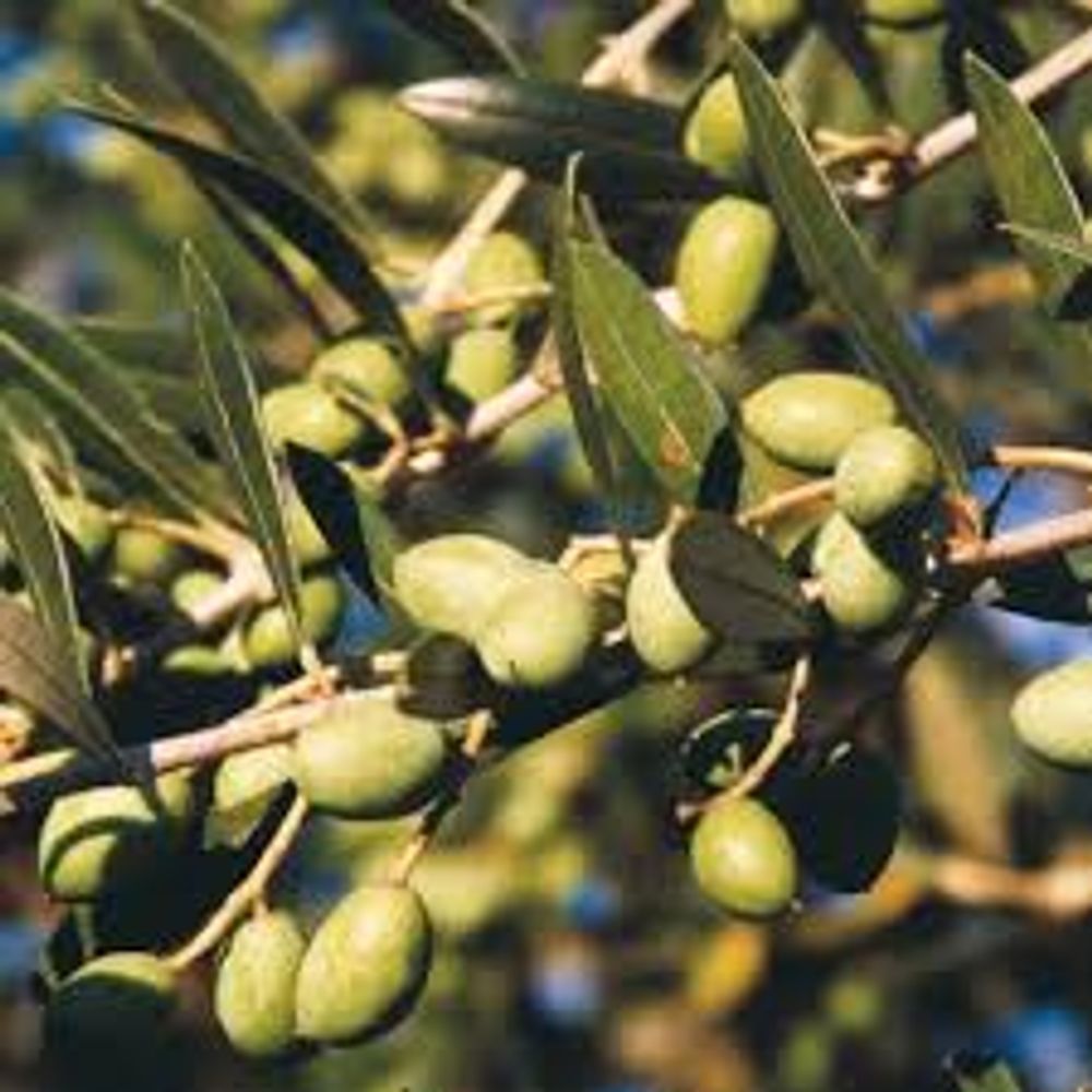 Olive New Norcia Mission (25lt)