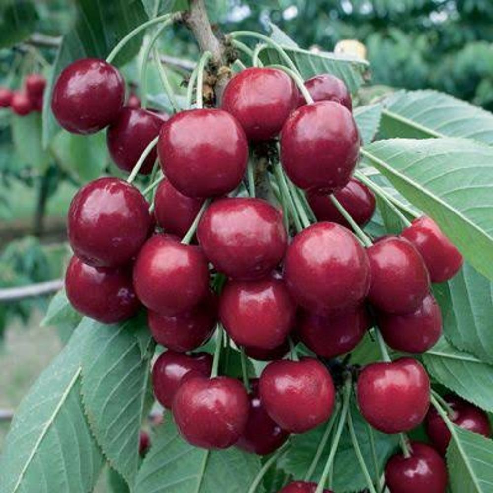 Cherry Starkrimson (25lt)