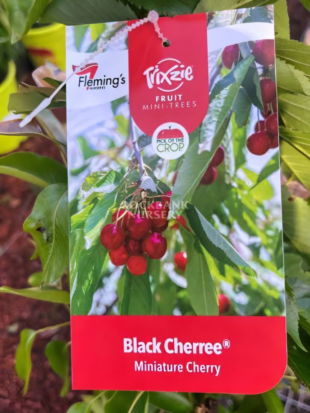 Cherry Trixie Black Cherree (25Llt)