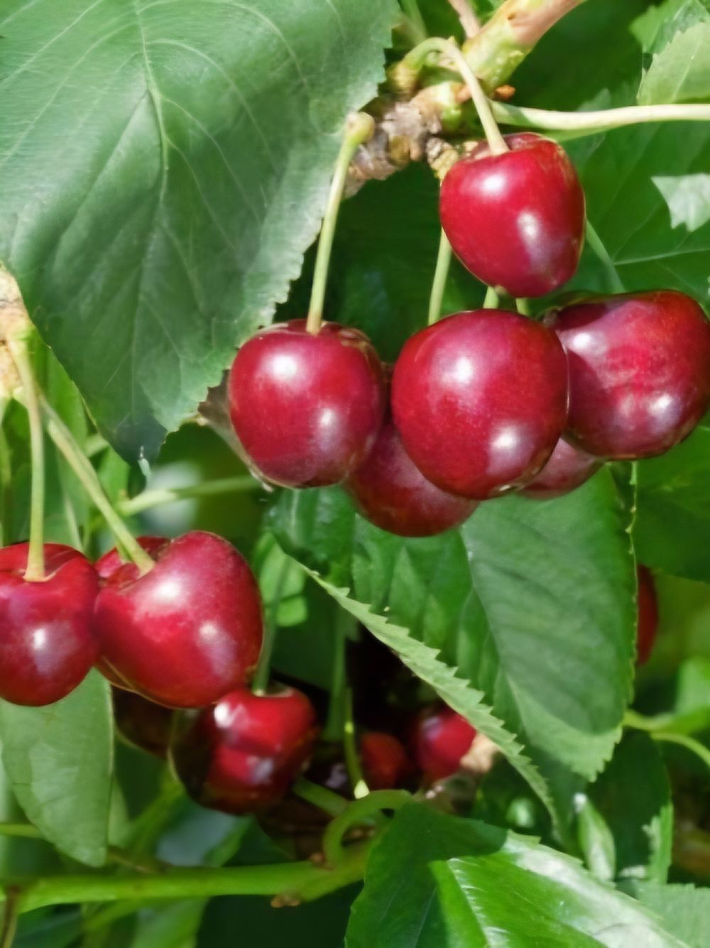 Cherry Trixie Black Cherree (25Llt)