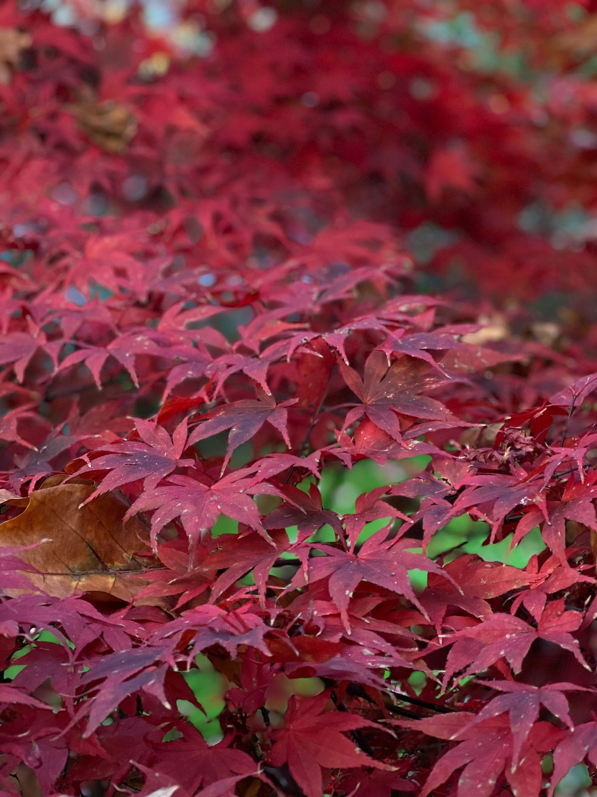 Acer palmatum Atropurpureum Purple Maple (25lt)