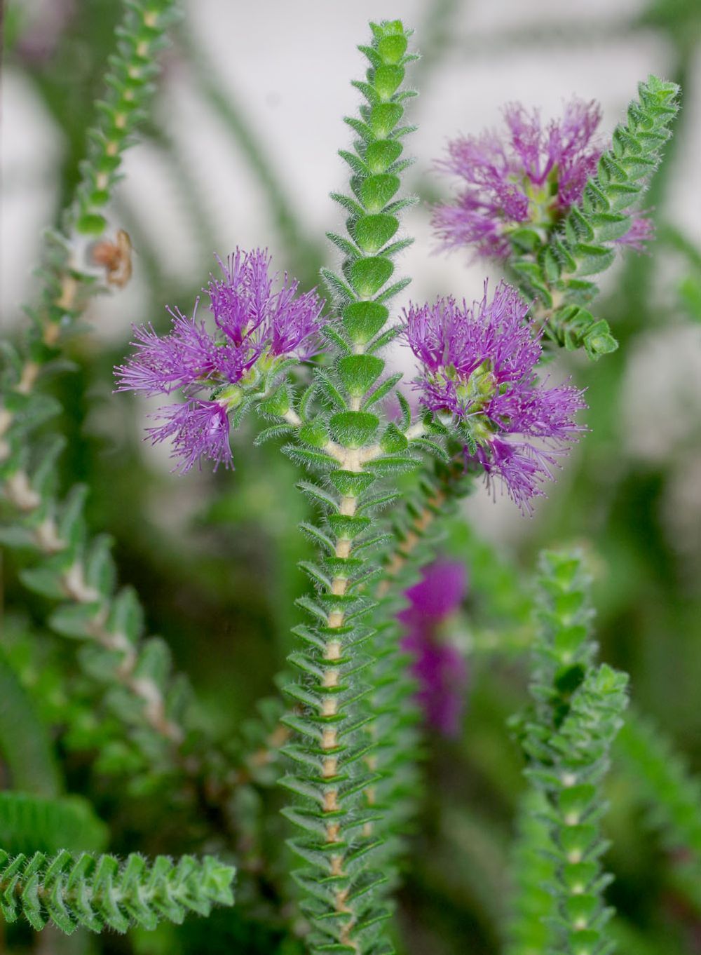Beaufortia elegans (13cm)