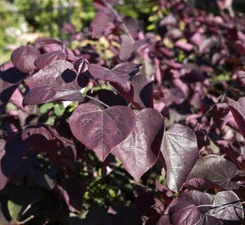 Cercis Merlot (35lt)