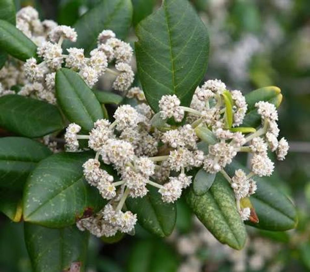 Spyridium globulosum basket Bush (6lt)