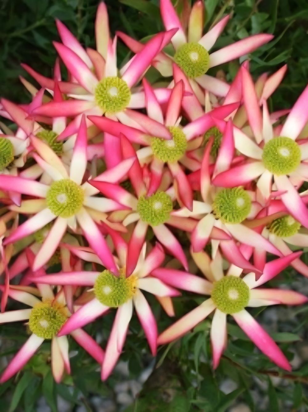 Leucadendron Superstar (20cm)