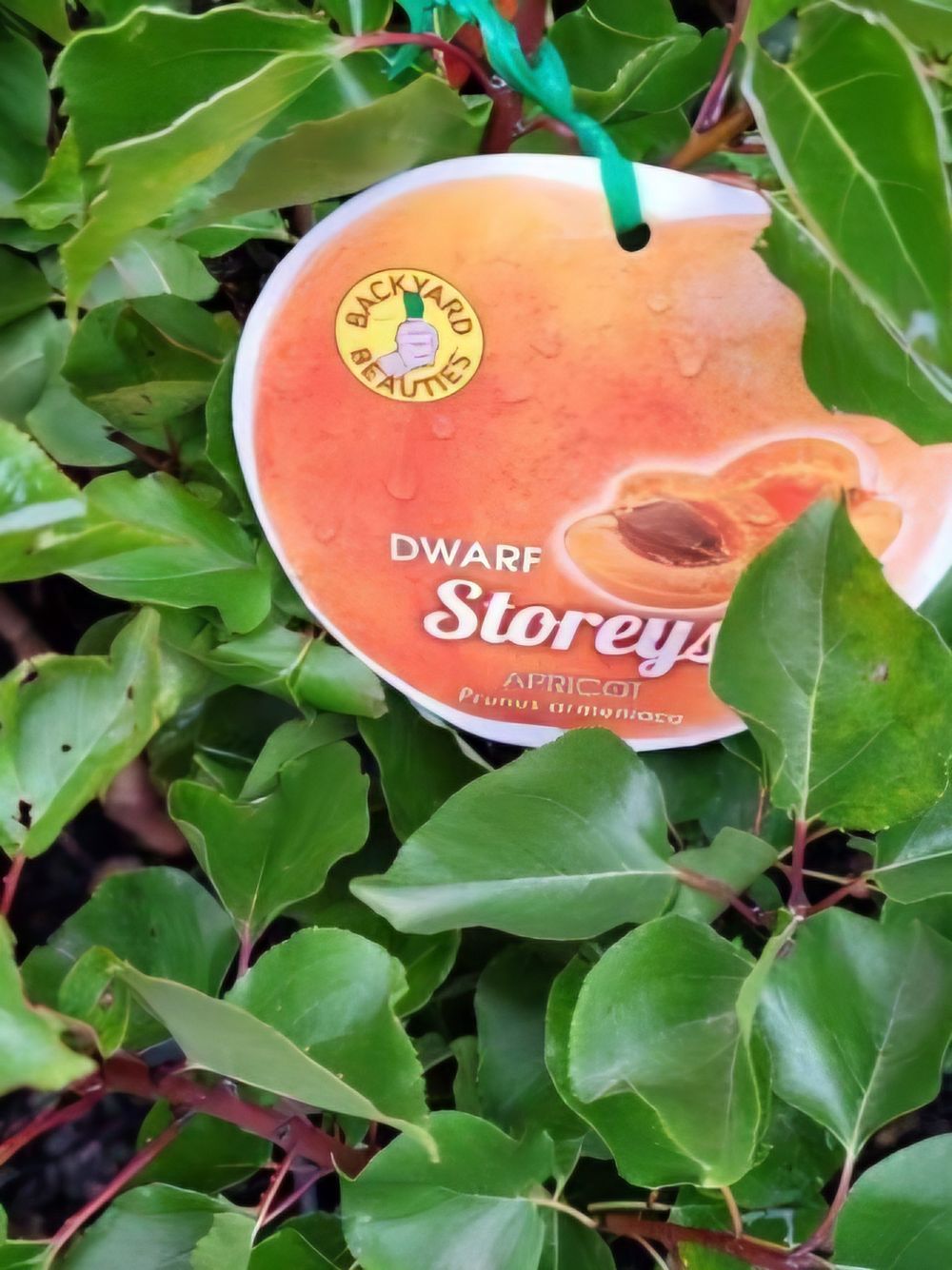 Apricot Dwarf Storey (25lt)