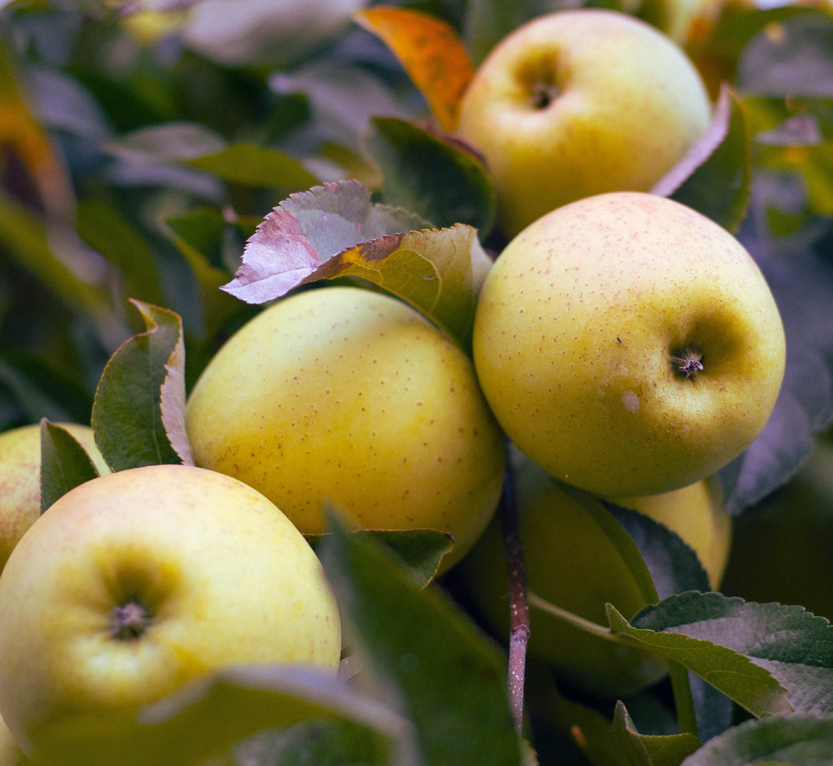 Apple Semi Dwarf Golden Delicious (15lt)