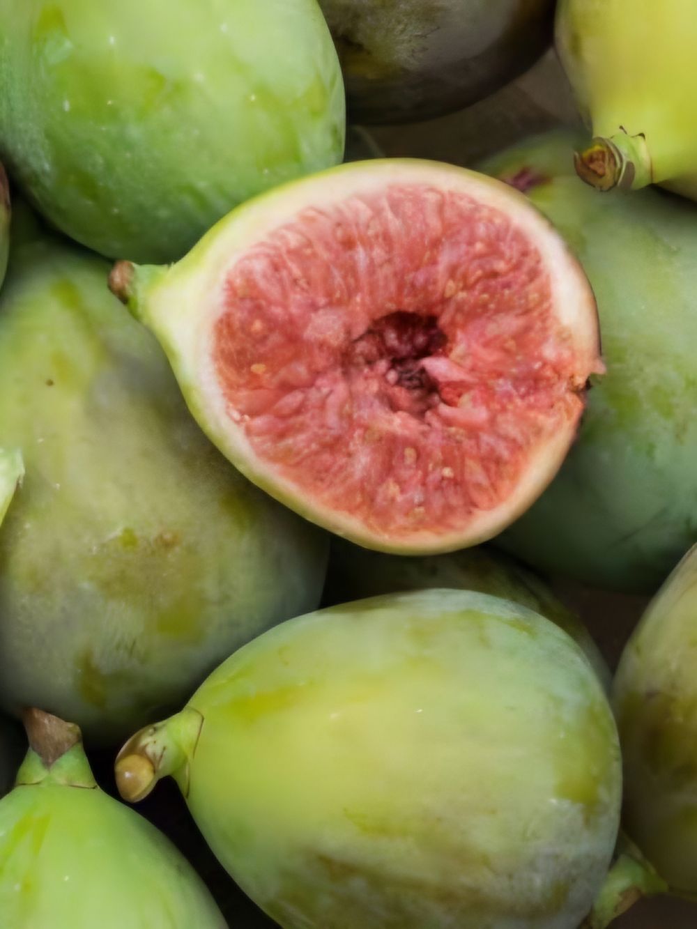 Fig White Adriatic (25lt)