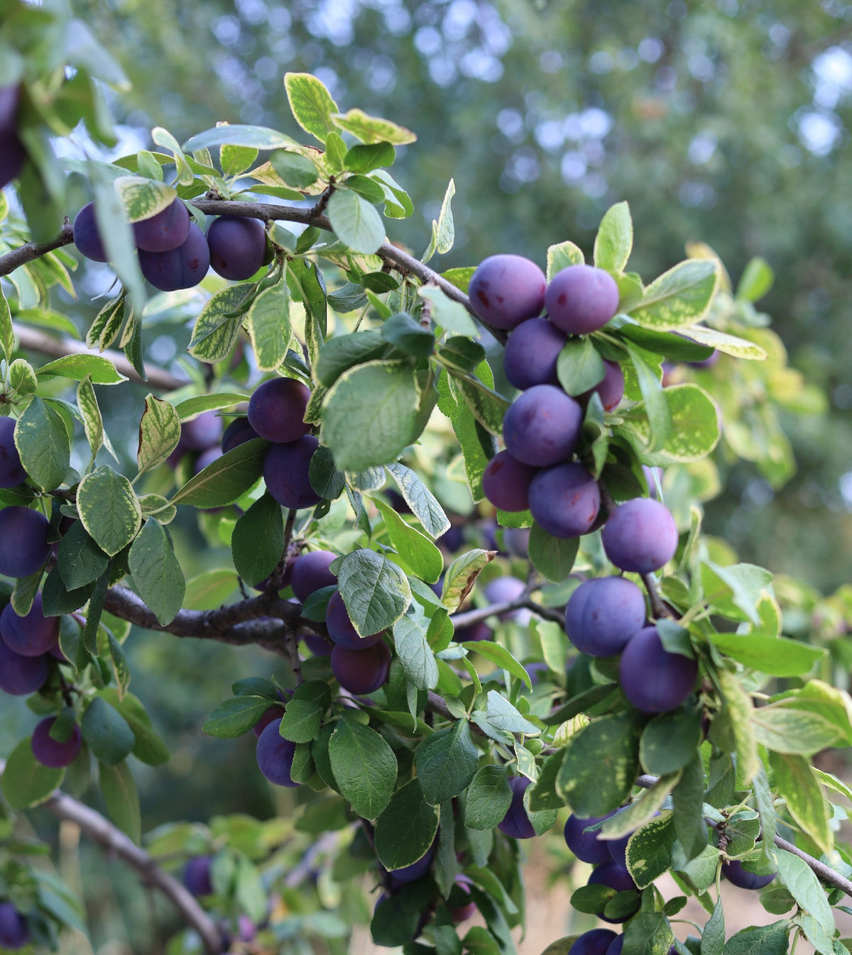 Plum Damson (25lt)