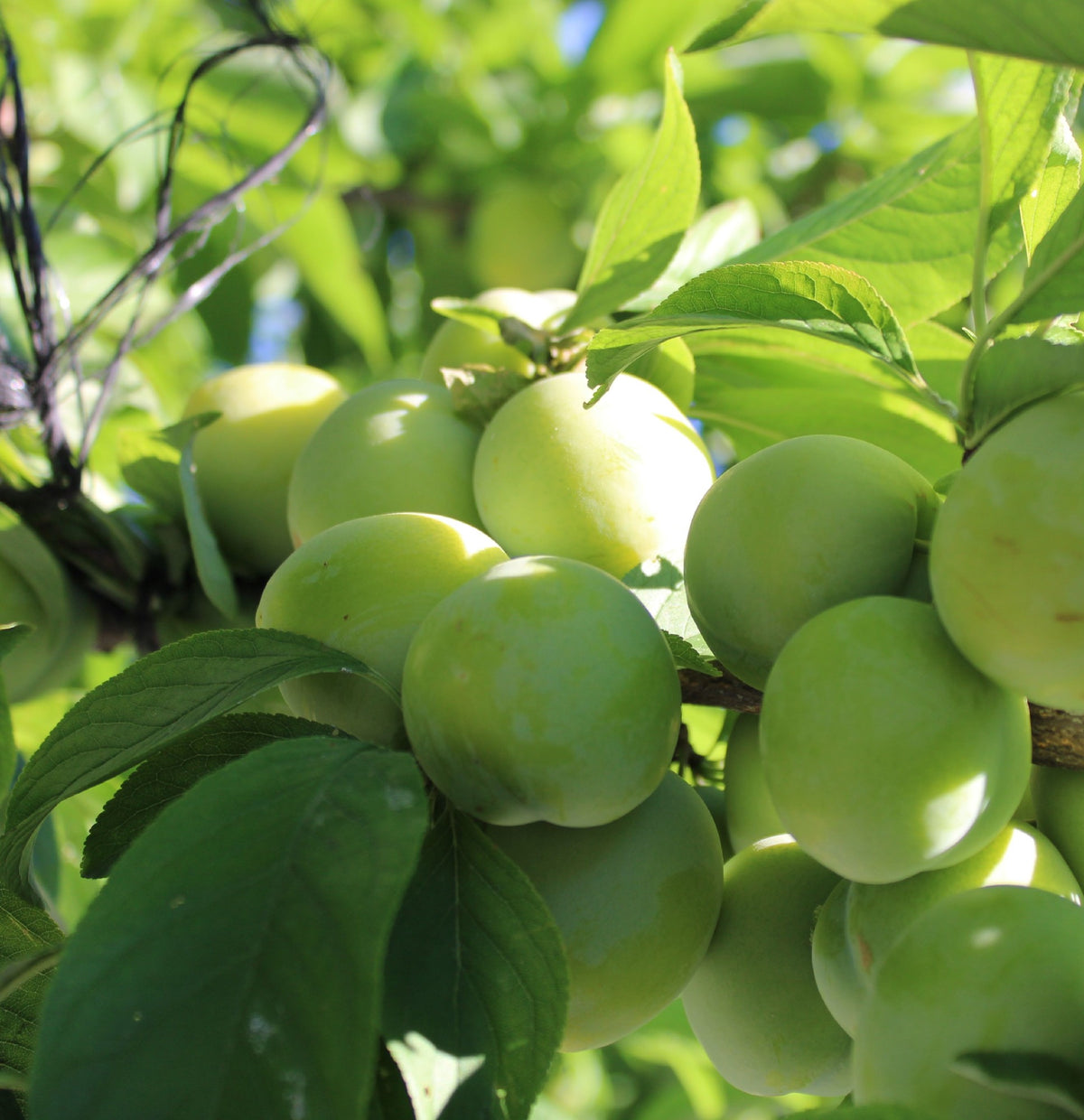 Plum Green Gage (25lt)