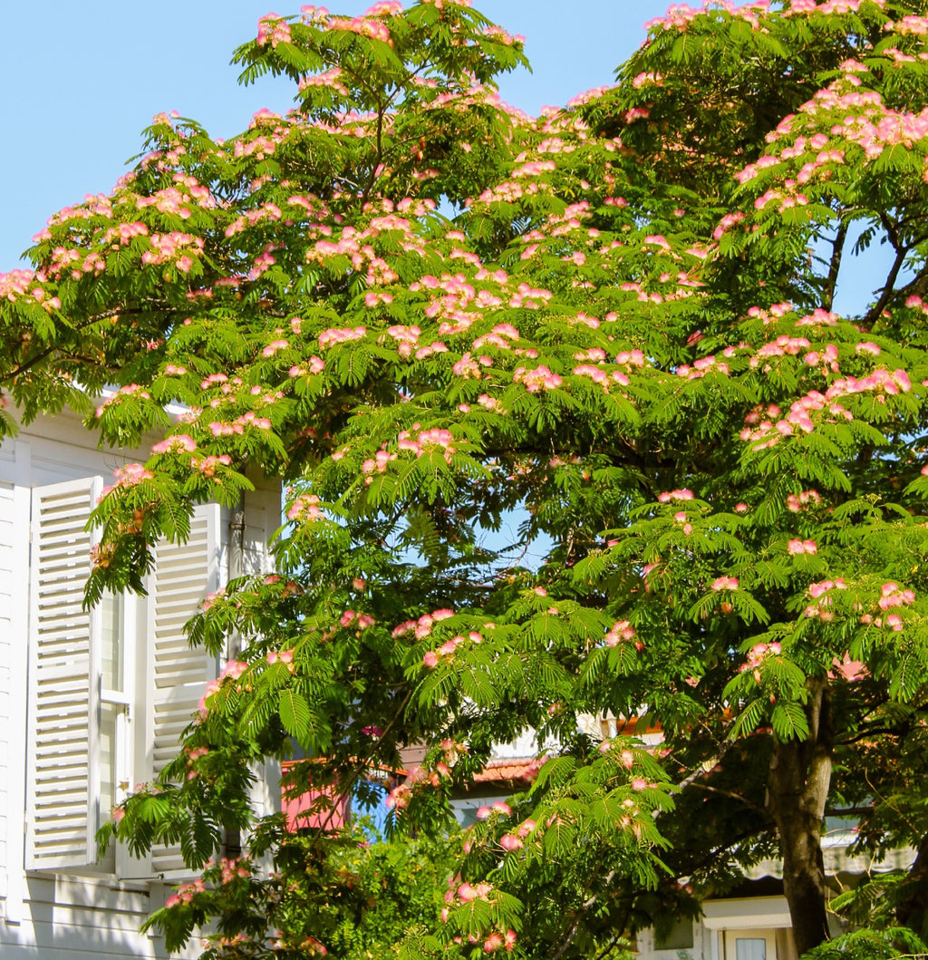 Albizia julibrissin Pink Silk Tree (25lt)