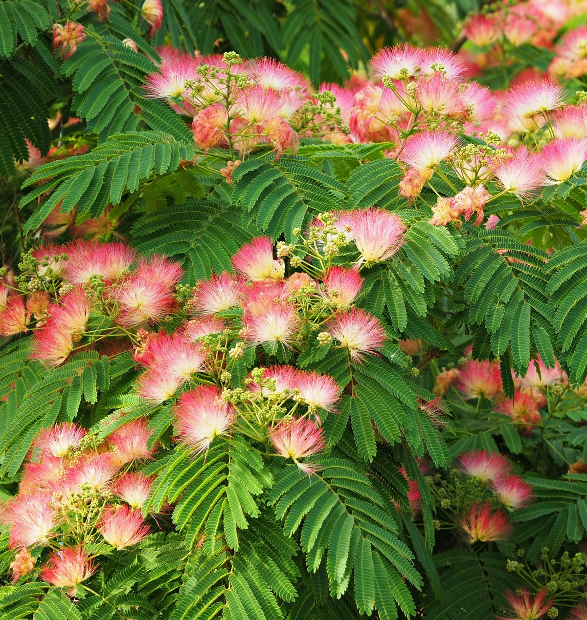 Albizia julibrissin Pink Silk Tree (25lt)