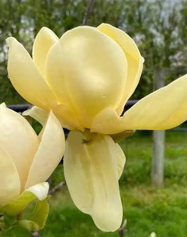 Magnolia soulangeana Honey Tulip (25lt)